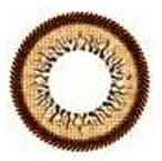 Honey Wing Brown OL-104 (Rx) Main image