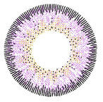 FreshTone 3-Tone Impressions Violet